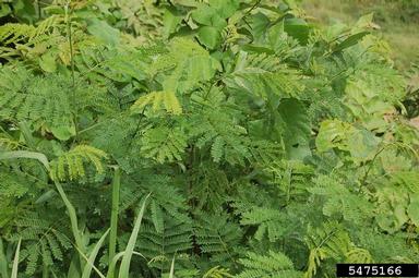 sensitive plant, Mimosa spp.  (Fabales: Fabaceae (Leguminosae)) - 5475166