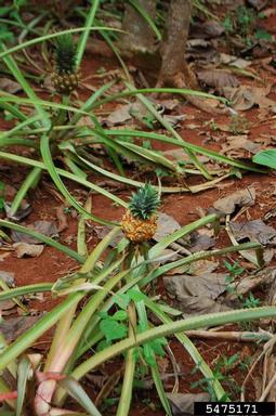 pineapple, Ananas spp.  (Bromeliales: Bromeliaceae) - 5475171