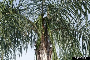 boron deficiency (  ) on queen palm (Syagrus romanzoffiana ) - 5475202