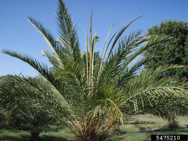 boron deficiency (  ) on wild date palm (Phoenix sylvestris ) - 5475210