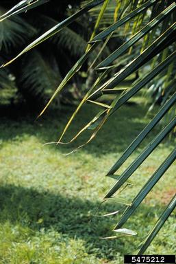 boron deficiency (  ) on coconut palm (Cocos nucifera ) - 5475212