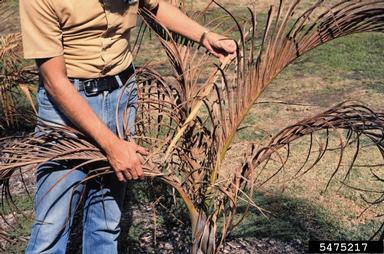 cold injury (low temperature) (  ) on spindle palm (Hyophorbe verschaffeltii ) - 5475217