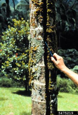 excessive water uptake (  ) on Alexandra palm (Archontophoenix alexandrae ) - 5475219