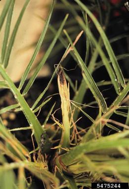 herbicides (general) (  ) on pygmy date palm (Phoenix roebelenii ) - 5475244
