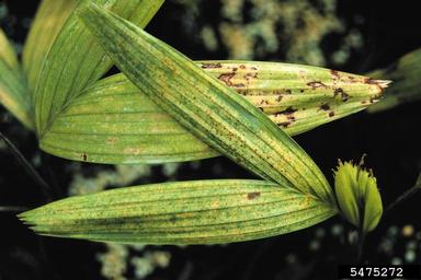mites (Order Acari) (Acari (Order)  ) on veitchia palms (Veitchia sp. ) - 5475272