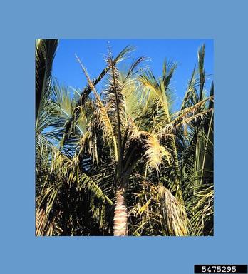 potassium deficiency (  ) on coconut palm (Cocos nucifera ) - 5475295