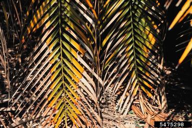 potassium deficiency (  ) on pygmy date palm (Phoenix roebelenii ) - 5475298