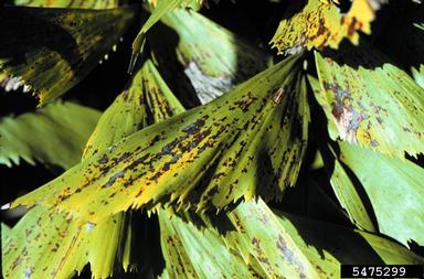 potassium deficiency (  ) on Burmese fishtail palm (Caryota mitis ) - 5475299