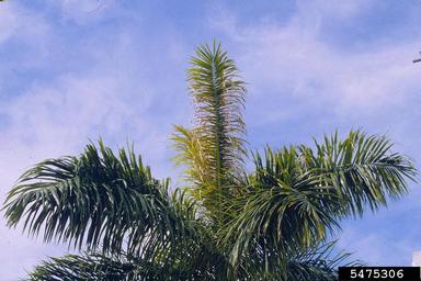 royal palm bug (Xylastodoris luteolus ) on royal palm (Roystonea regia ) - 5475306