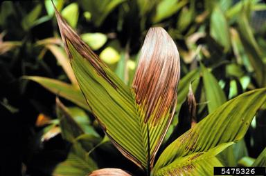 water stress (  ) on Geonoma palm (Geonoma spp. ) - 5475326