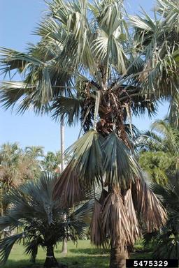 wind (  ) on Bismarck palm (Bismarckia nobilis ) - 5475329