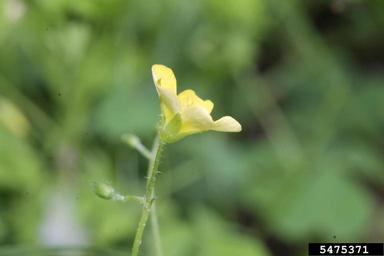 yellow woodsorrel, Oxalis stricta  (Geraniales: Oxalidaceae) - 5475371