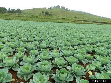 cabbage collards and kale, Brassica oleracea  (Capparales: Brassicaceae) - 5475847