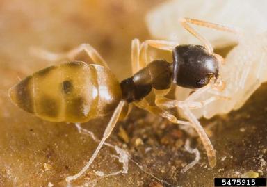 ghost ant, Tapinoma melanocephalum  (Hymenoptera: Formicidae) - 5475915