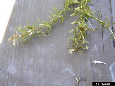 hydrilla, Hydrilla verticillata  (Hydrocharitales: Hydrocharitaceae) - 5476335