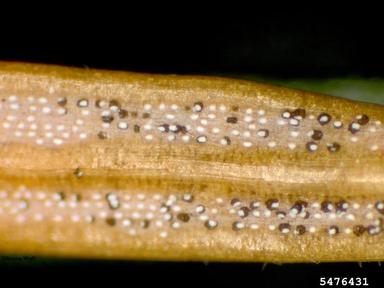 Rhizosphaera needle cast (Rhizosphaera pini ) on balsam fir (Abies balsamea ) - 5476431