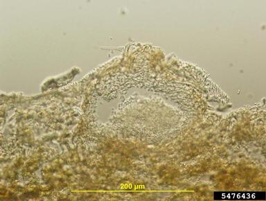 Ascochyta fungi (Ascochyta spp. ) on alder (Alnus spp. ) - 5476436
