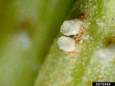 fir-fern rust (Uredinopsis spp. ) on balsam fir (Abies balsamea ) - 5476449