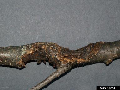 Nectria canker (Nectria galligena ) on apple (Malus domestica ) - 5476474
