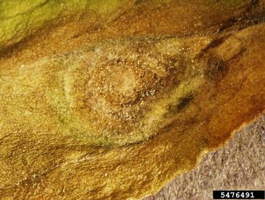Alternaria leaf spot (Alternaria padwickii ) on bouncingbet (Saponaria officinalis ) - 5476491
