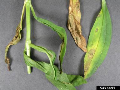 Alternaria leaf spot (Alternaria padwickii ) on bouncingbet (Saponaria officinalis ) - 5476497