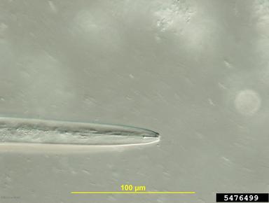 stem and bulb nematode (Ditylenchus dipsaci ) on cultivated garlic (Allium sativum ) - 5476499