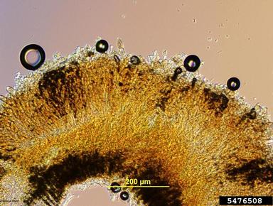 rust (Puccinia malvacearum ) on mallow (Malva spp. ) - 5476508