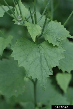 garlic mustard, Alliaria petiolata  (Capparales: Brassicaceae) - 5476541