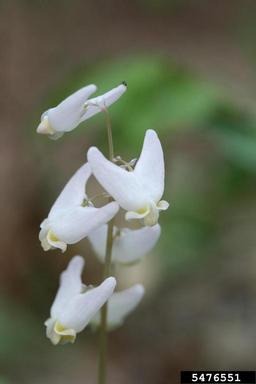 dutchman's breeches, Dicentra cucullaria  (Papaverales: Fumariaceae) - 5476551