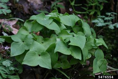 sharp-lobed hepatica, Hepatica nobilis var. acuta (Ranunculales: Ranunculaceae) - 5476554