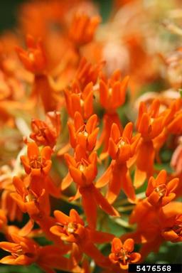 butterfly milkweed, Asclepias tuberosa  (Gentianales: Asclepiadaceae) - 5476568