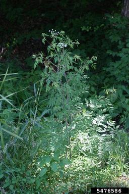 spotted waterhemlock, Cicuta maculata  (Apiales: Apiaceae) - 5476586