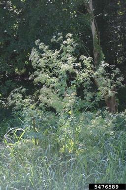 poison-hemlock, Conium maculatum  (Apiales: Apiaceae) - 5476589