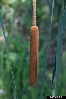 common cattail, Typha latifolia  (Typhales: Typhaceae) - 5476673