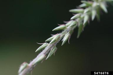 Japanese chaff flower, Achyranthes japonica  (Caryophyllales: Amaranthaceae) - 5476676