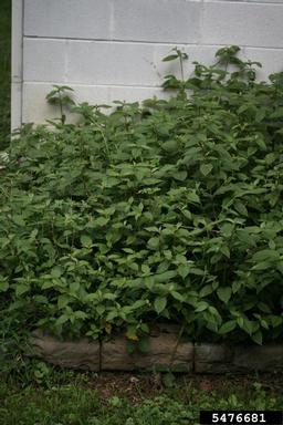 Japanese chaff flower, Achyranthes japonica  (Caryophyllales: Amaranthaceae) - 5476681