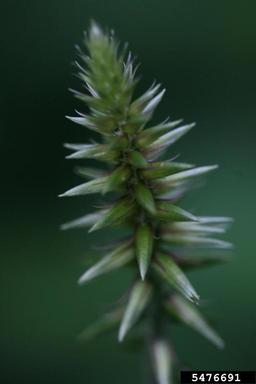 Japanese chaff flower, Achyranthes japonica  (Caryophyllales: Amaranthaceae) - 5476691