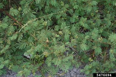 Illinois bundleflower, Desmanthus illinoensis  (Fabales: Fabaceae (Leguminosae)) - 5476694