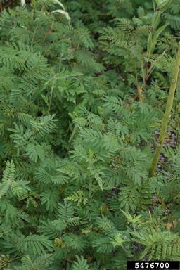 Illinois bundleflower, Desmanthus illinoensis  (Fabales: Fabaceae (Leguminosae)) - 5476700