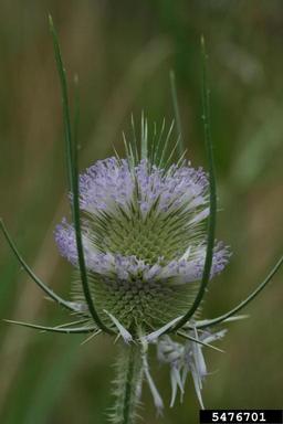 common teasel, Dipsacus fullonum  (Dipsacales: Dipsacaceae) - 5476701