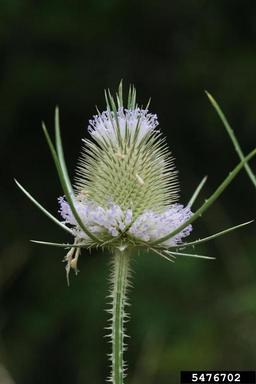 common teasel, Dipsacus fullonum  (Dipsacales: Dipsacaceae) - 5476702