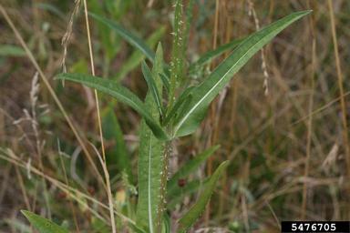 common teasel, Dipsacus fullonum  (Dipsacales: Dipsacaceae) - 5476705