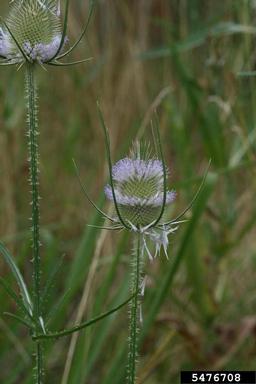 common teasel, Dipsacus fullonum  (Dipsacales: Dipsacaceae) - 5476708