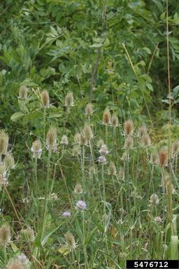 common teasel, Dipsacus fullonum  (Dipsacales: Dipsacaceae) - 5476712