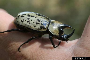 eastern Hercules beetle, Dynastes tityus  (Coleoptera: Scarabaeidae) - 5476717