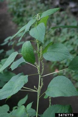 smallspike false nettle, Boehmeria cylindrica  (Urticales: Urticaceae) - 5476779