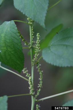 smallspike false nettle, Boehmeria cylindrica  (Urticales: Urticaceae) - 5476780