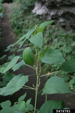 smallspike false nettle, Boehmeria cylindrica  (Urticales: Urticaceae) - 5476781