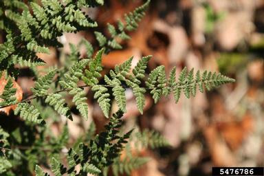 hairy lipfern, Cheilanthes lanosa  (Polypodiales: Pteridaceae) - 5476786