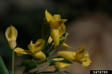 yellow fumewort, Corydalis flavula  (Papaverales: Fumariaceae) - 5476793